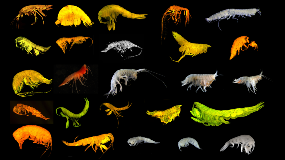 25 colorful amphipods of different shapes and sizes 25 colorful amphipods of different shapes and sizes